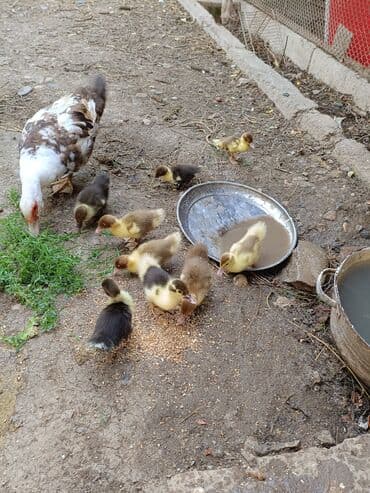 ördək balası və cücə: Təmiz sort Lal ördek balaları 27 günlukdü,12,dənəı - Növ: Muskovy — 2