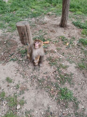 heyvanlara verilen xususi adlar: Sakit saqlam ve aktiv heyvandi.Mastaqadadi — 5