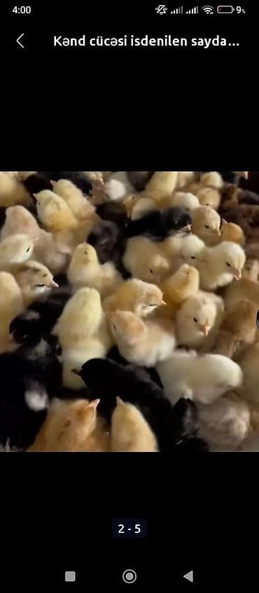 С/х животные и товары: Куриные цыплята, Для мяса — 2