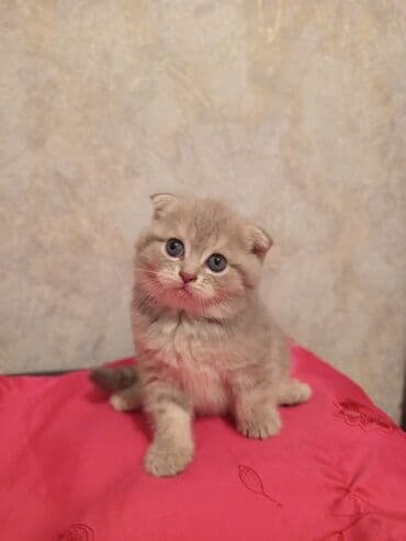 вислоухий кот цена: Шотладская вислоухая — 1