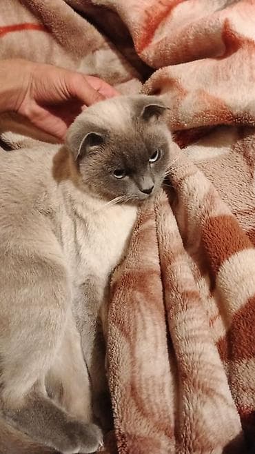 Şotland lalafo.az -da Şotland