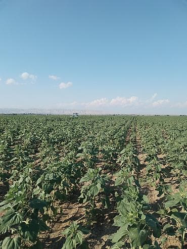 şirket satışı: 6400 sot, Kənd təsərrüfatı, Kupça (Çıxarış) — 7