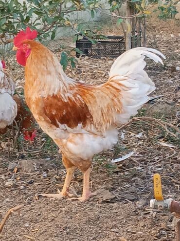 ordek yumurtası: Toyuq, Yumurtalıq — 6