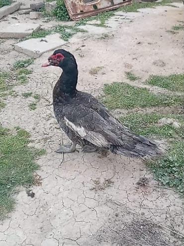 it yemi satisi: Muscovy ördəkləri – 2 baş - Cins: Muscovy (hind ördəyi) - Rənglər — 7