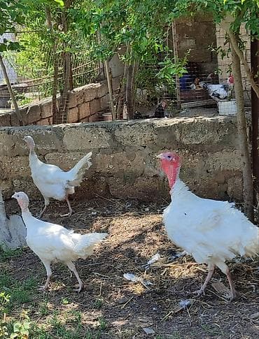 Hinduşka: Ağ hinduşkalar satılır 2 fərə 1 xoruz — 1