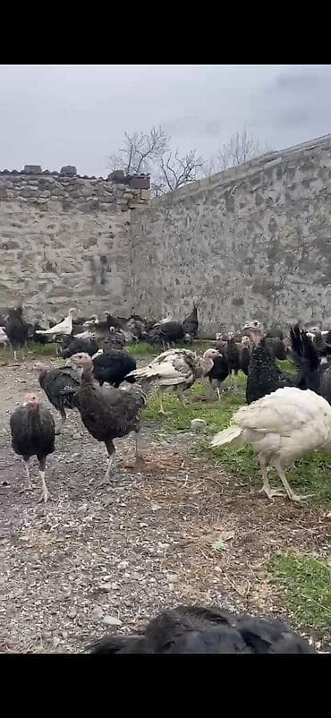 Hindilər – Amerikan Bronz 3 ayliq - Növ: ev şəraitində bəslənən