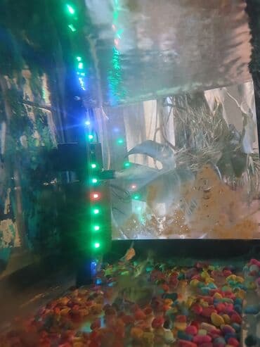 Lexus: Akvaryum komplekti – dekorativ balıqlar və tam aksesuarlarla. - Şüşə — 6