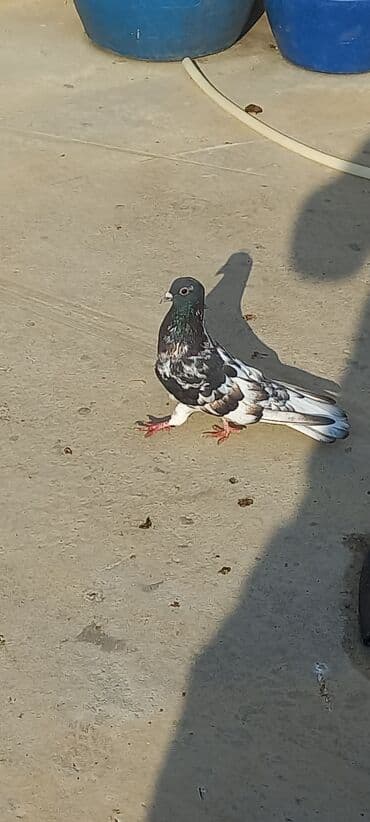 Məhsul: Ev göyərçinləri (bir neçə fərqli rəngdə) Təsvir: - — 3