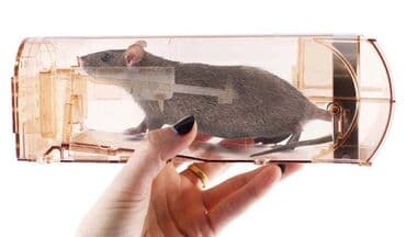 balvanka nedir: Автоматическая мышеловка Ловушка для мышей и крыс из пластика. Эта — 2