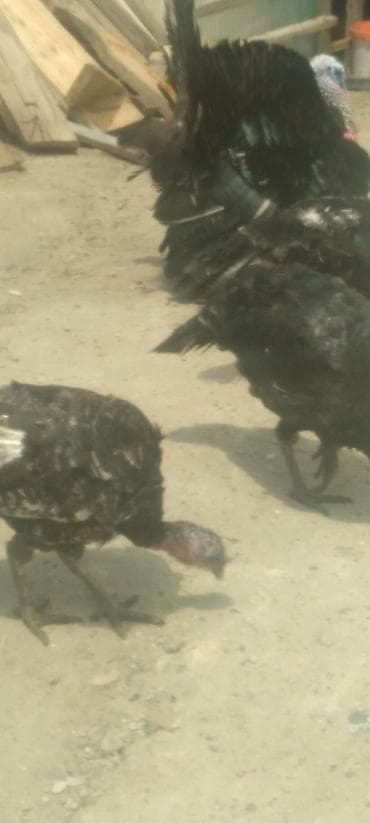 vendam kendi: Qara hinduşka sürüsü - Növ: Ev quşu – hinduşka - Rəng: Qara — 1