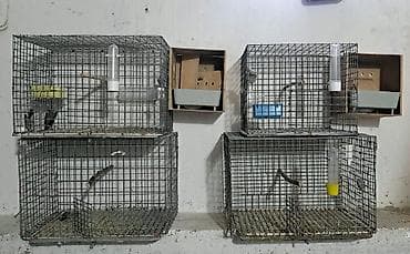 qara it sekilleri: Quş qəfəsləri və volyerlər dəsti - Böyük metal volyer: möhkəm məftil — 4