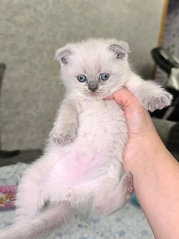 it pişik: Şotland yastı qulaq — 4