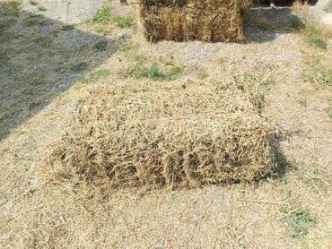 inək südsağan aparat: Məhsul: Bağlamalı quru ot (yonca qarışığı) Təsvir: - Düzbucaqlı pres — 4