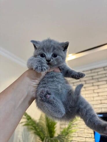 pişikler ucuz: Şotland — 3