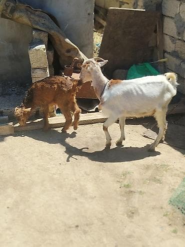 çin aslani: Qarışıq rəngli ana keçi və balası - Növ: yerli keçi - Təsvir — 4