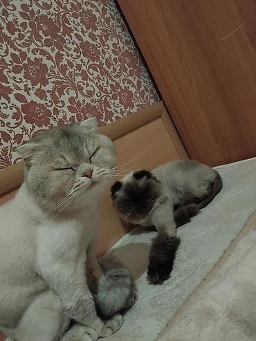 pisiklər: Britan — 3