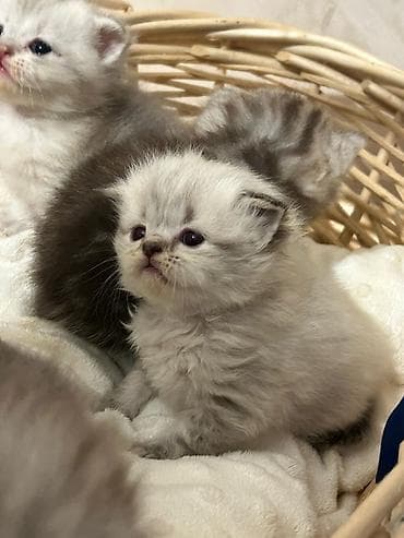 pişik tualet: Britan — 1