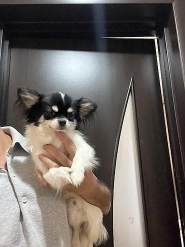Heyvanlar: Çixuahua, 9 ay, Erkek, Peyvəndli, Ödənişli çatdırılma — 5