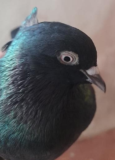 goyərcin: Tutulma erkey 12 tuk — 6