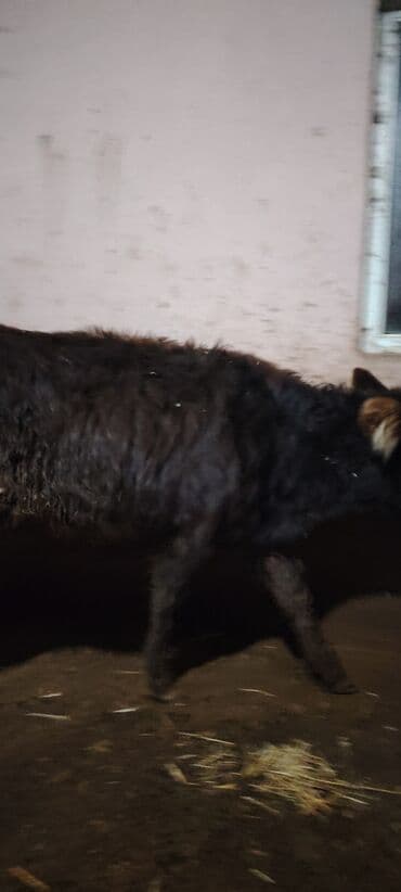 домики для кошек баку: Super dana — 7