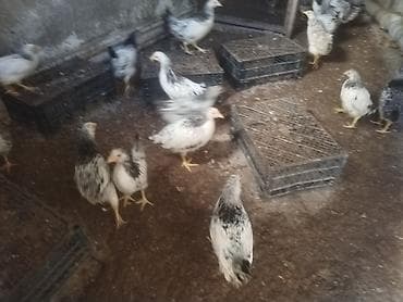 brama toyuq: Toyuq cücələri, Ətlik — 3