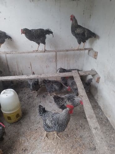 toyuga verilen adlar: Toyuq, Yumurtalıq — 2