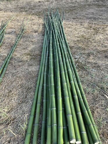 bambuk satisi: Bambuk şüaları – təbii, möhkəm və çoxməqsədli Məhsul təsviri: - — 1