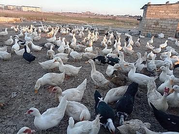 balakən heyvan satisi: Satılır.pekin ordekleri Məhsul təsvir.150eded dişi,50eded erkey — 4
