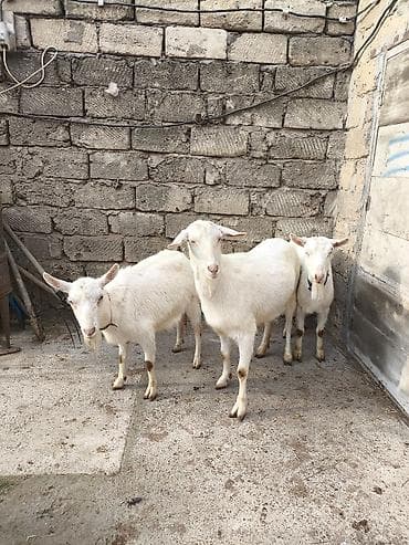 erkəy danalar: Təmiz orginal 3 dənə Sani satılır ikisi balalıdı hərəsin bir balası — 4