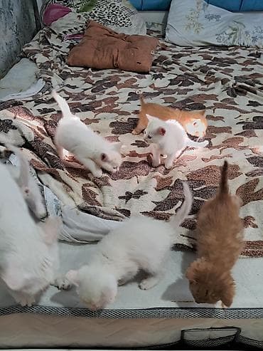 naxcivan heyvan bazari: Yaxşı əllərə — 1