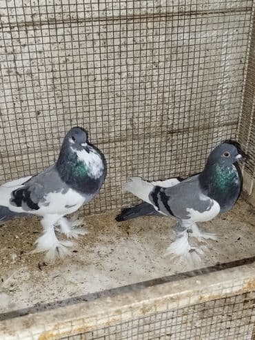 Gəmiricilər: Məhsul: Bəzək göyərçinləri – tüklü ayaqlı, boğazında “qalstuk/saqqal” — 3