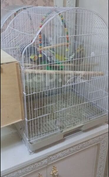 Toyota: Korella — 1