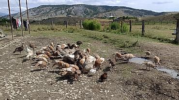 hinduşka: Məhsul: Təbii şəraitdə bəslənən hind quşları (Türki) - Açıq otlaqda — 2