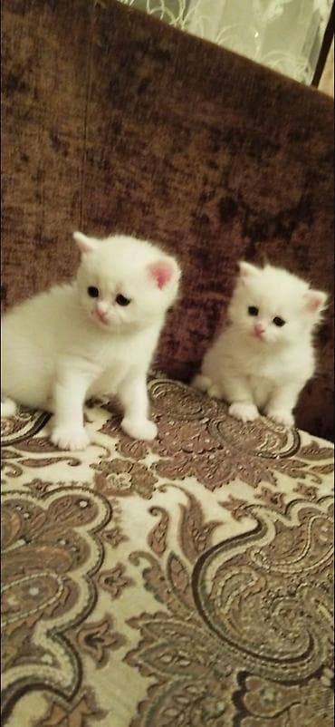 Şotland yastı qulaq, Dişi