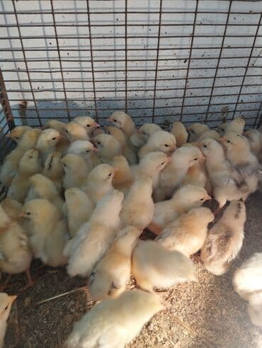 salam ala keci balasi: Toyuq, Damazlıq, Ünvandan götürmə, Ödənişli çatdırılma, Rayonlara çatdırılma — 2