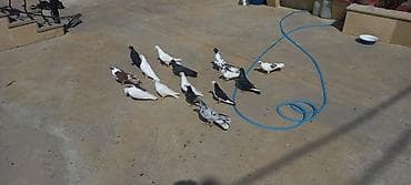 danışan quş: Qaralar şar kimidi ebreş 18 tuk erkeydi ag erkey 20 tukdu qara baş — 3