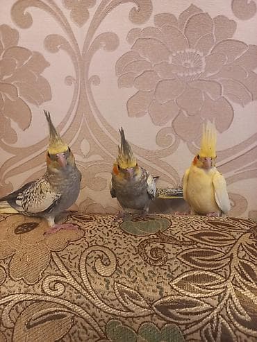 Tutuquşları: Nimfa (Cockatiel) tutuquşuları – 3 ədəd Xüsusiyyətlər: - Növ: Nimfa — 5