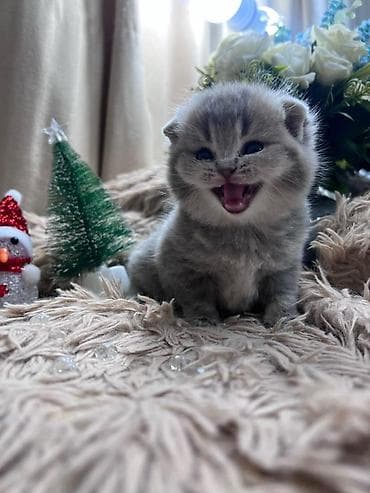 britan pisik: Британская — 1