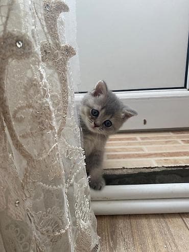 5 ayliq korpe: Şotland, Dişi — 2