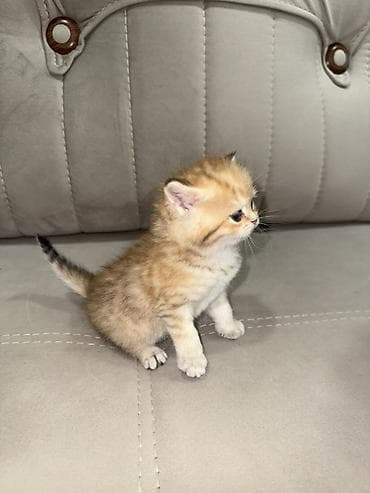 golden dog: Britan, Dişi — 2