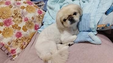 balaca it ucuz: Pekines, 5 il, Dişi, Cütləşmə üçün, Pulsuz çatdırılma — 4