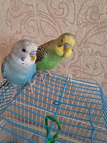 Dalmatin (göy-ağ) və klassik (yaşıl-sarı) rəngli iki büdcıqarışqa