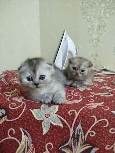 шотландские вислоухие коты: Şotland yastı qulaq — 3