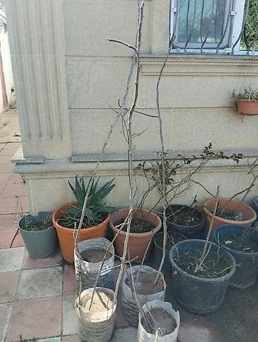 Baklar və çənlər: Məhsul: Çubuq dayaq dəsti – sarmaşıq və dırmaşan bitkilər üçün — 3