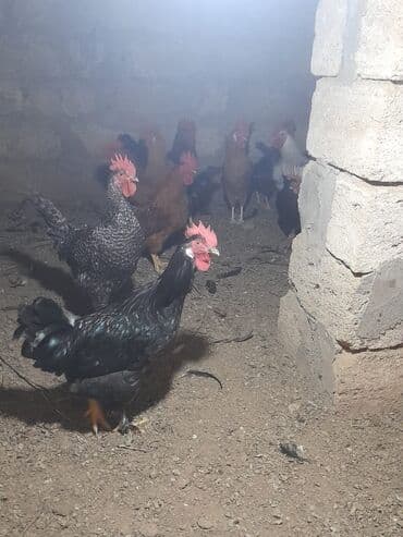 heratı xoruz: 28 ədəd rəngli xoruz satılır saglamdırlar — 6