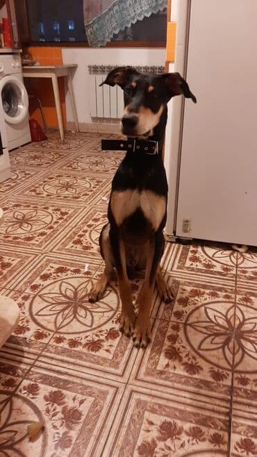 продам собаку объявление: 9 месяцев, Самец — 2