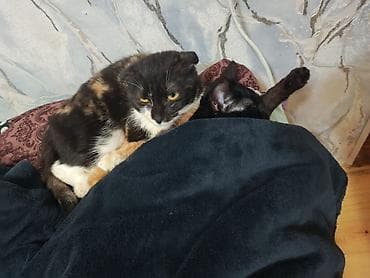 pisiyler: Şotland — 9