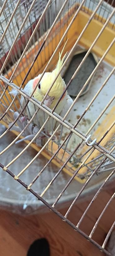 Gəmiricilər: Tam ələ öyrədilmiş quşdu dişləmir ələ gəlir insandan qaçmır.Bakıya və — 2