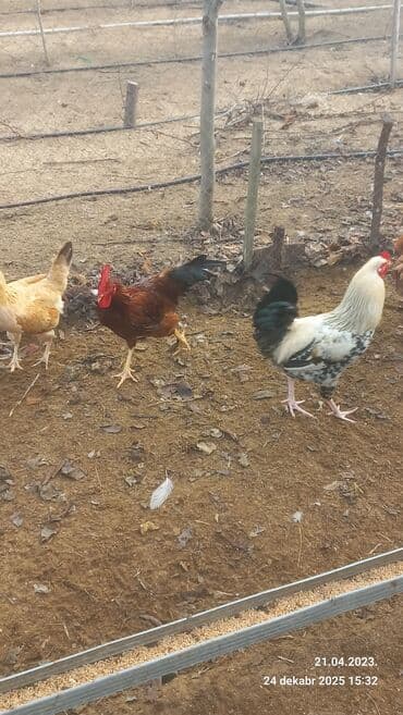 3D panellər: Saxlam xoruzdardi oz heyetimin hevanardi her rgde var — 5