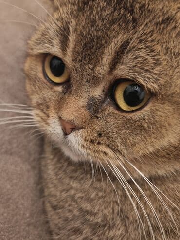 şotlant pisiyi: Şotland yastı qulaq — 2